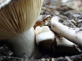 Russula dissimulans image