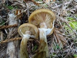 Armillaria sinapina image