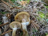 Armillaria sinapina image