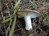 Russula placita image