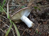 Russula placita image