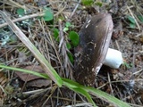 Russula placita image