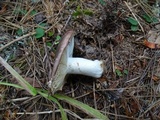 Russula placita image