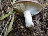 Russula placita image