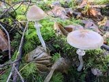 Psathyrella longistriata image