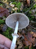 Psathyrella longistriata image