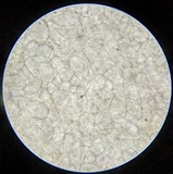Psathyrella longistriata image