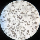 Psathyrella longistriata image