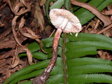 Lepiota castanescens image