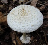 Amanita abrupta image