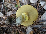 Suillus caerulescens image