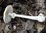 Amanita abrupta image