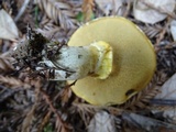 Suillus caerulescens image