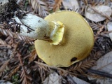 Suillus caerulescens image
