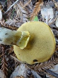 Suillus caerulescens image