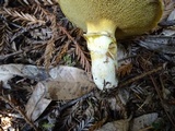 Suillus caerulescens image