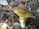 Suillus caerulescens image