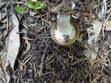 Hygrophorus agathosmus image