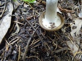 Hygrophorus agathosmus image