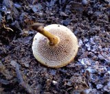 Coltricia cinnamomea image