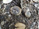Hygrophorus agathosmus image