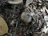 Hygrophorus agathosmus image