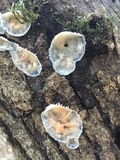 Merulius tremellosus image