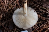 Rhodocollybia maculata image