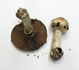 Agaricus hondensis image