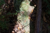 Cladonia peziziformis image
