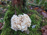 Sparassis crispa image
