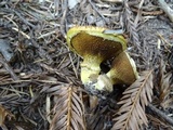 Suillus lakei image