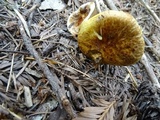 Suillus lakei image