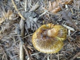 Suillus lakei image