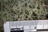 Cladonia subtenuis image