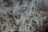 Cladonia subtenuis image