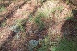 Cladonia subtenuis image