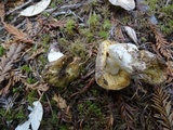 Russula cuprea image