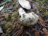 Russula cuprea image