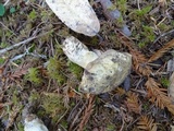 Russula cuprea image