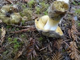 Russula cuprea image