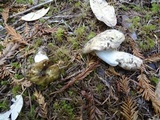 Russula cuprea image