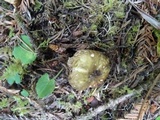 Russula cuprea image