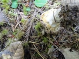 Russula cuprea image