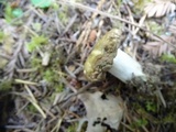 Russula cuprea image