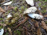 Russula cuprea image