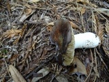 Russula brunneola image