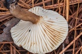 Lactarius xanthydrorheus image