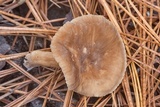 Lactarius xanthydrorheus image