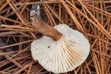 Lactarius xanthydrorheus image